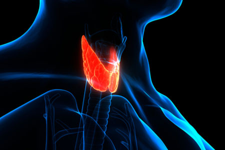 Endocrinology Review