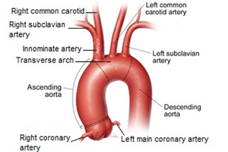 Arterial and Venous Disease