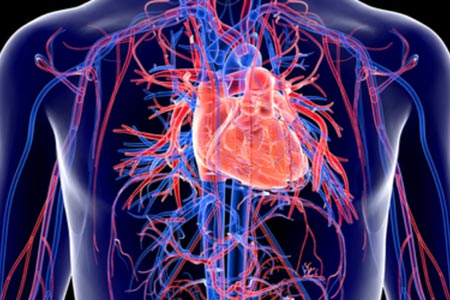 Cardiac Vascular Comprehensive Course