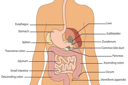 Gastrointestinal Review