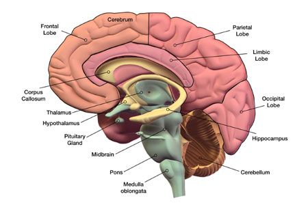 Neuro Review