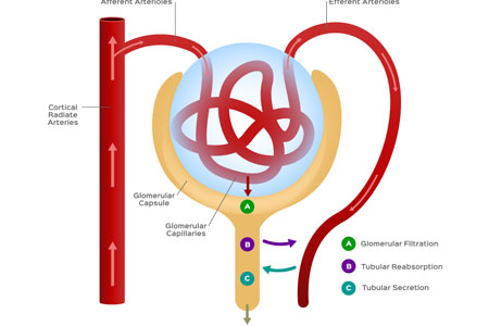 Renal Review