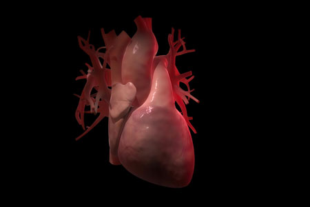 Heart Failure Care: Acute Decompensation and Stage D HF