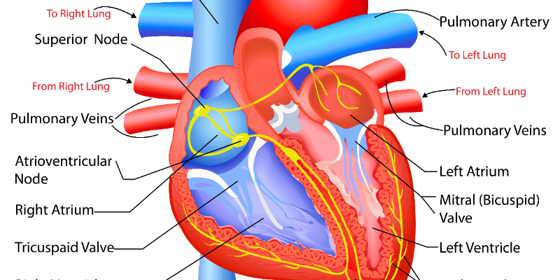 Pulmonary Artery Catheter and Hemodynamic Monitoring